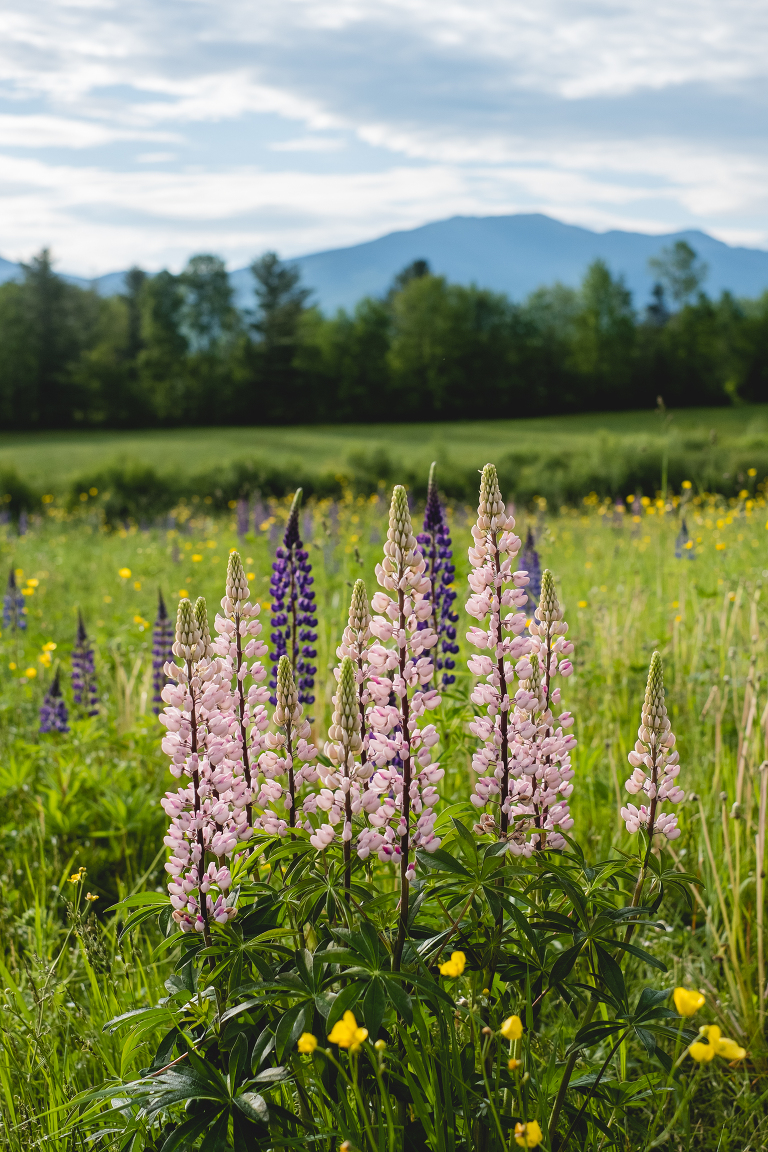How To Celebrate The Lupine Festival At Sugar Hill New Hampshire
