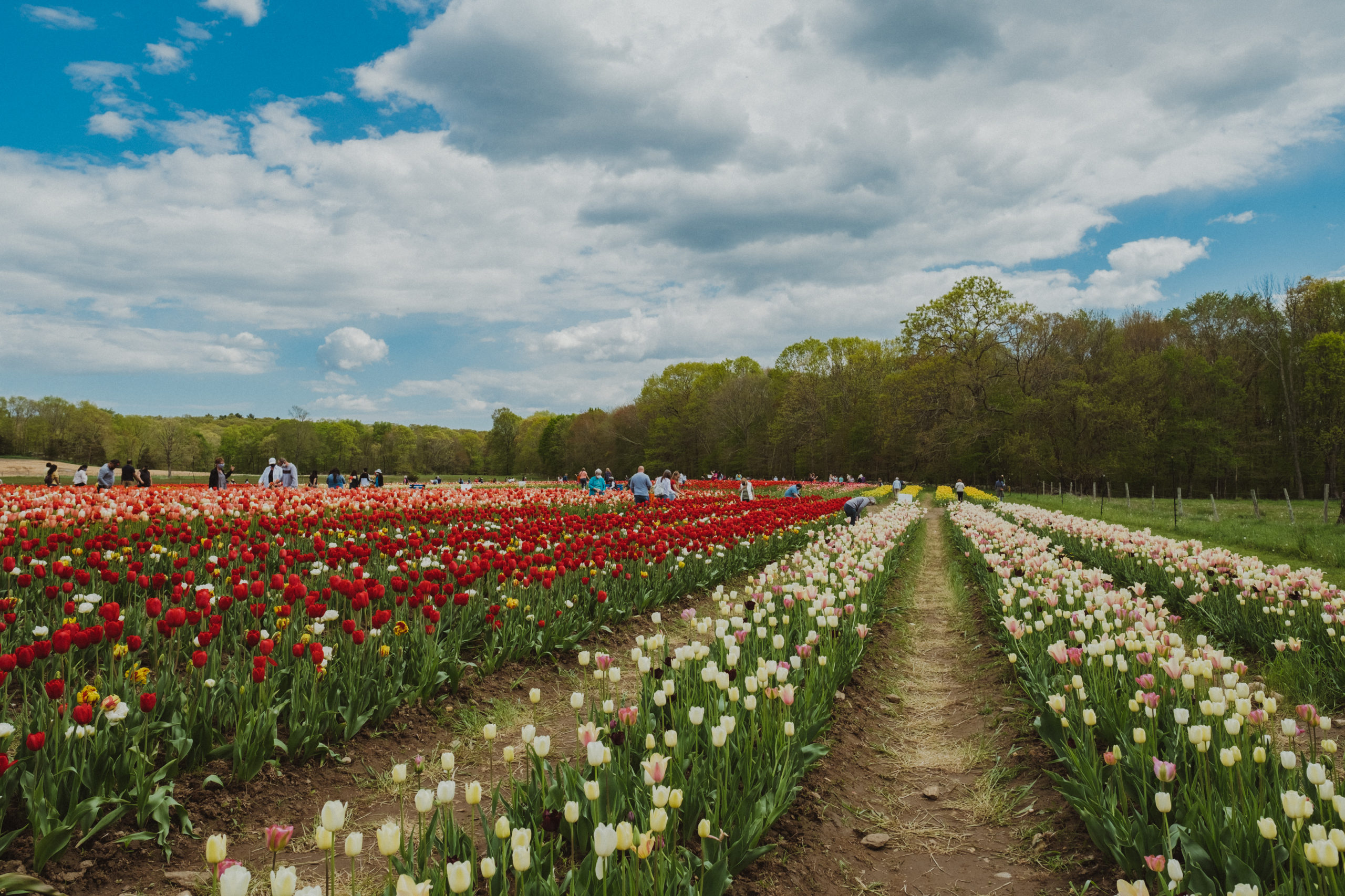 Wicked Tulips Now Has A Connecticut Flower Farm! » Live Lovely Photography