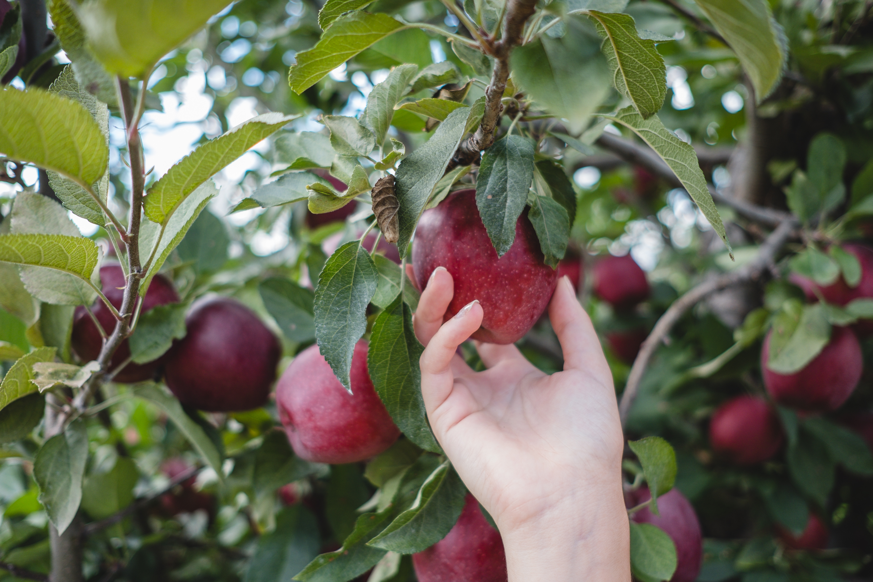 Top Three Apple Orchards In Connecticut | Connecticut Charm | New ...