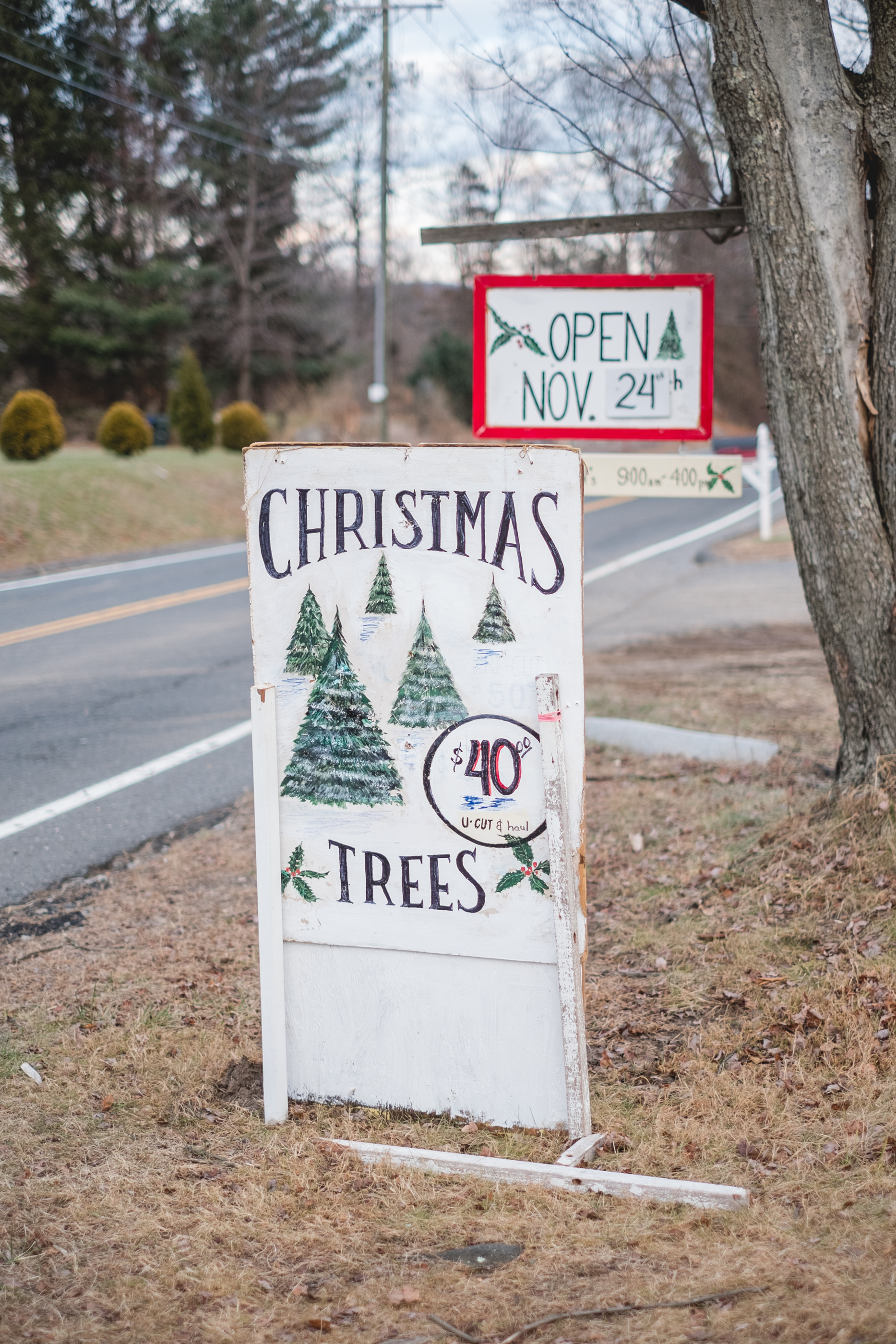 Our First Christmas Tree As Newlyweds | Frank’s Family Tree Farm » Live ...