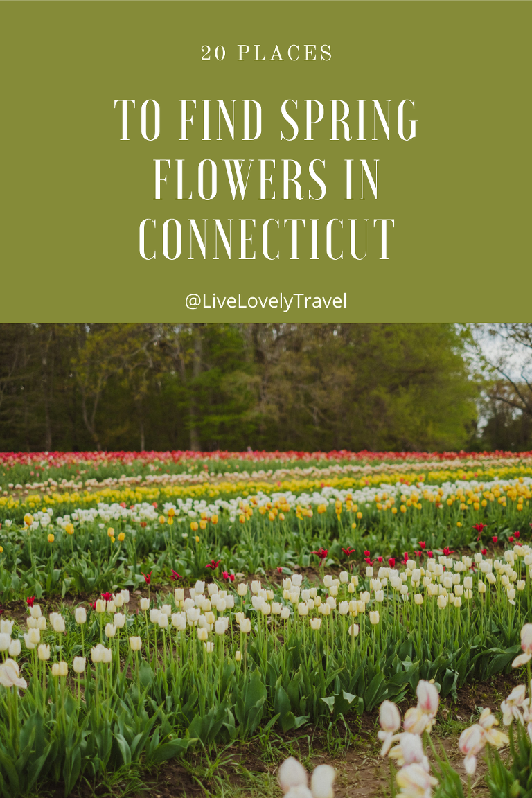Twenty Places To Find The Spring Flowers | Connecticut Charm - Live ...